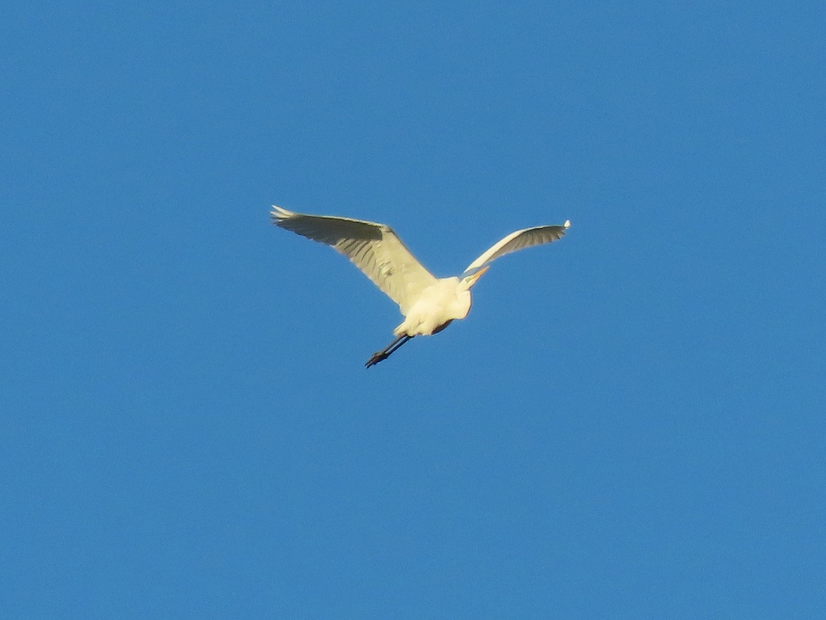 Great Egret (modesta) - ML618436755