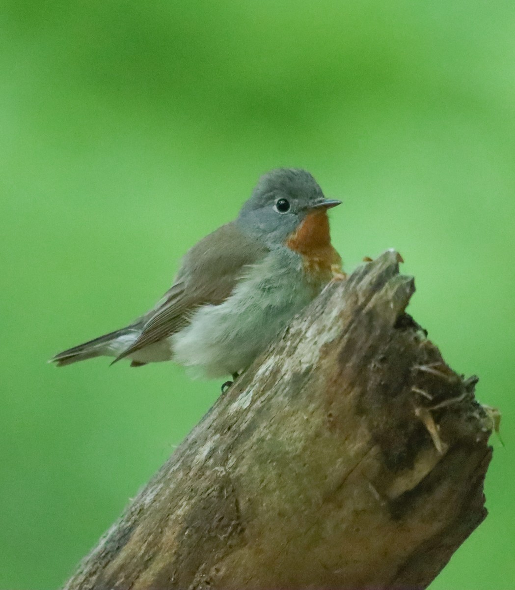 Red-breasted Flycatcher - ML618436760