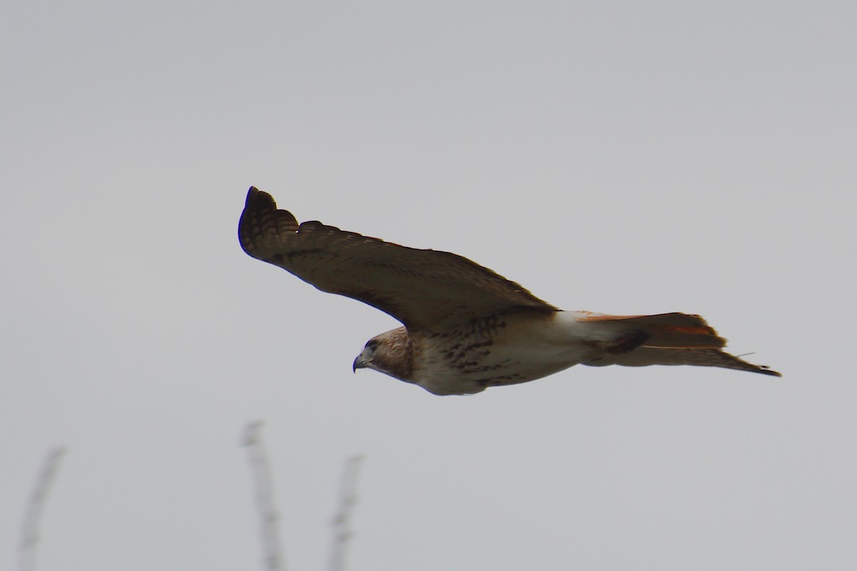 Red-tailed Hawk - ML618436776