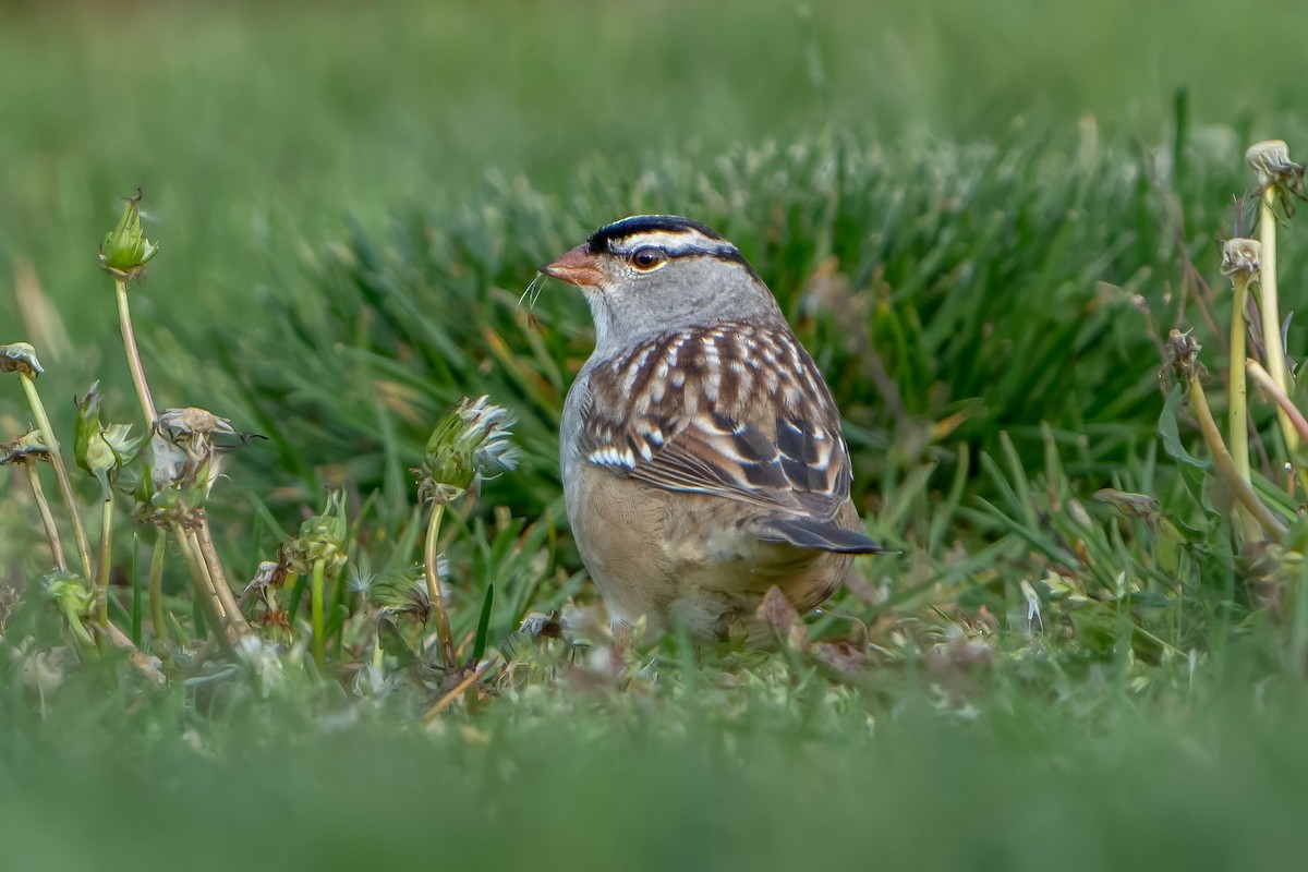 White-crowned Sparrow - ML618436785