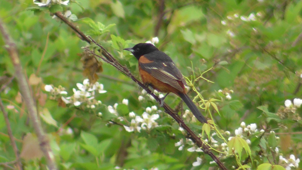 Orchard Oriole - ML618436790