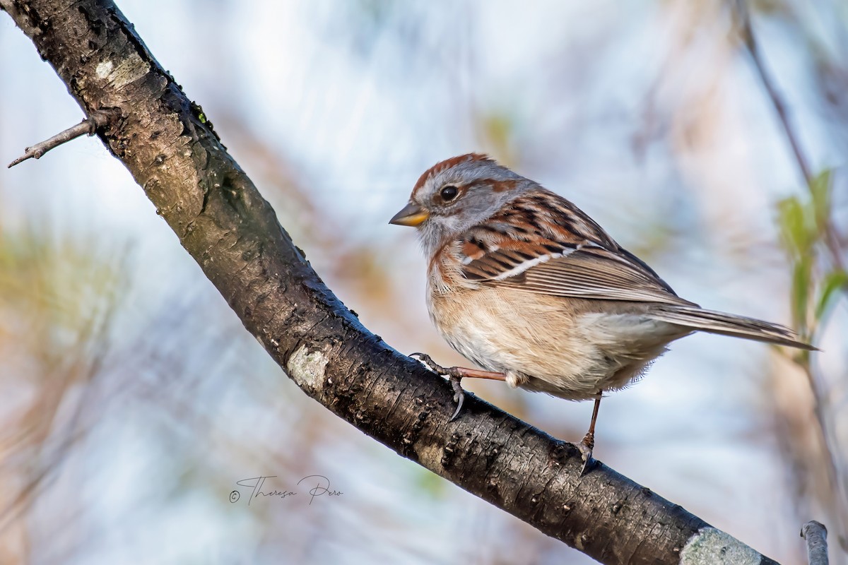 American Tree Sparrow - ML618436818