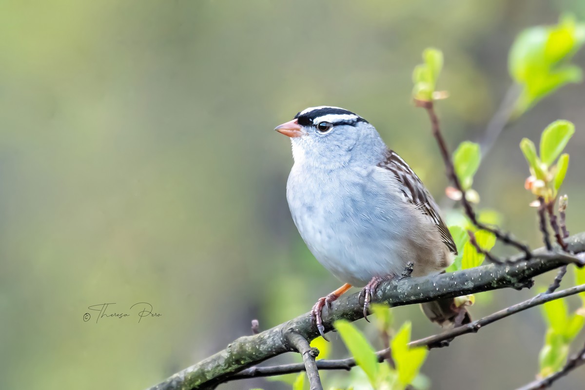 White-crowned Sparrow - ML618436837