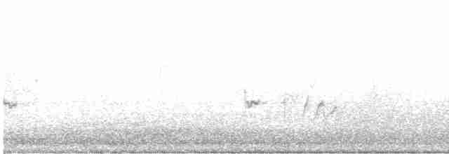 Amerika Çütresi (purpureus) - ML618436855