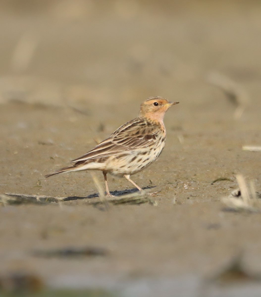 Red-throated Pipit - ML618436882