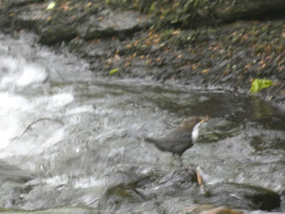 White-throated Dipper - Mike Tuer