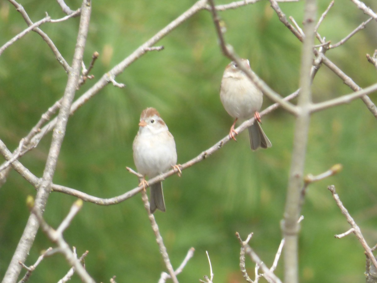 Field Sparrow - ML618436927
