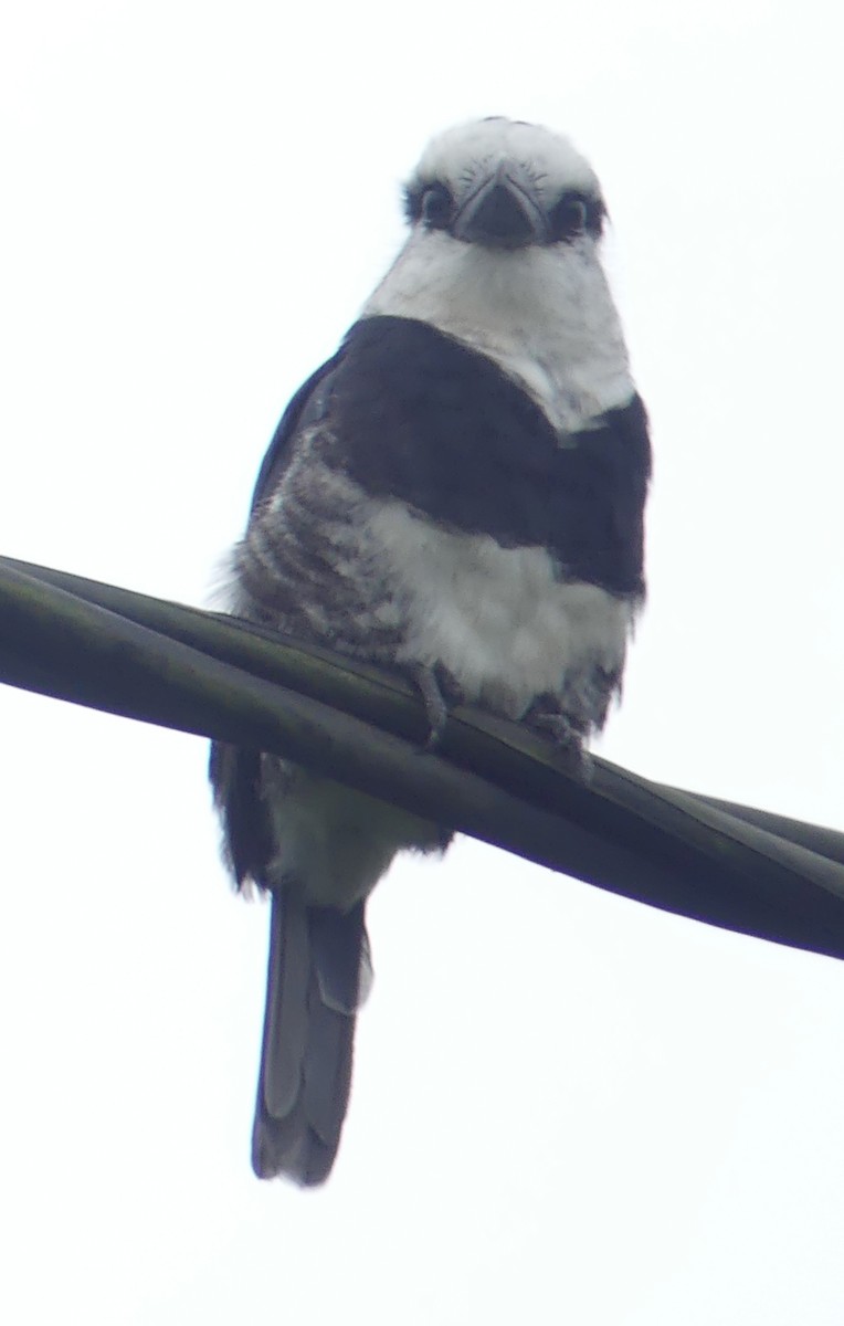 White-necked Puffbird - ML618436942