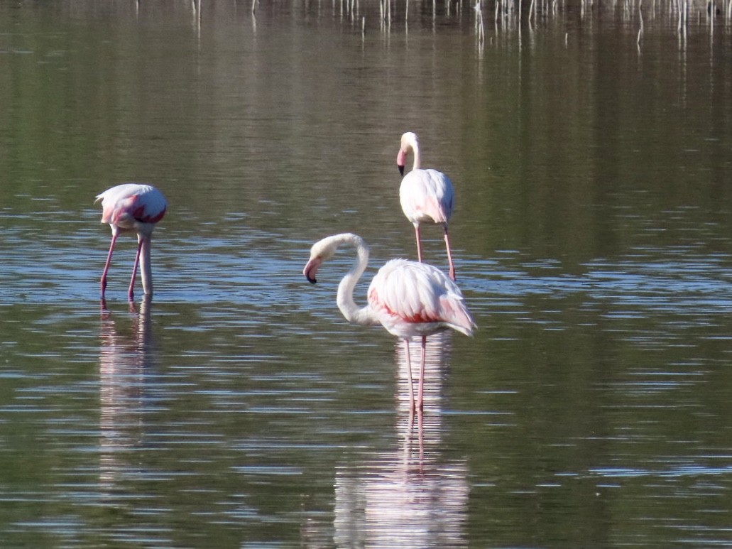Greater Flamingo - ML618436947