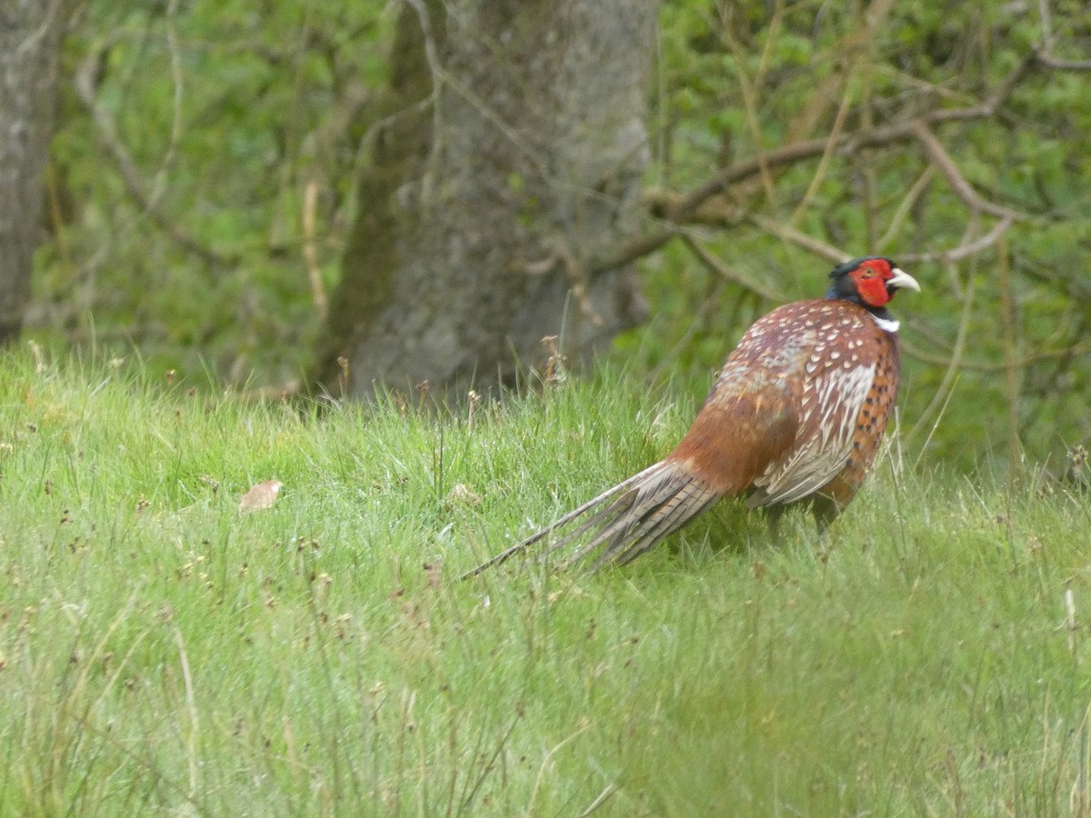 Ring-necked Pheasant - Mike Tuer