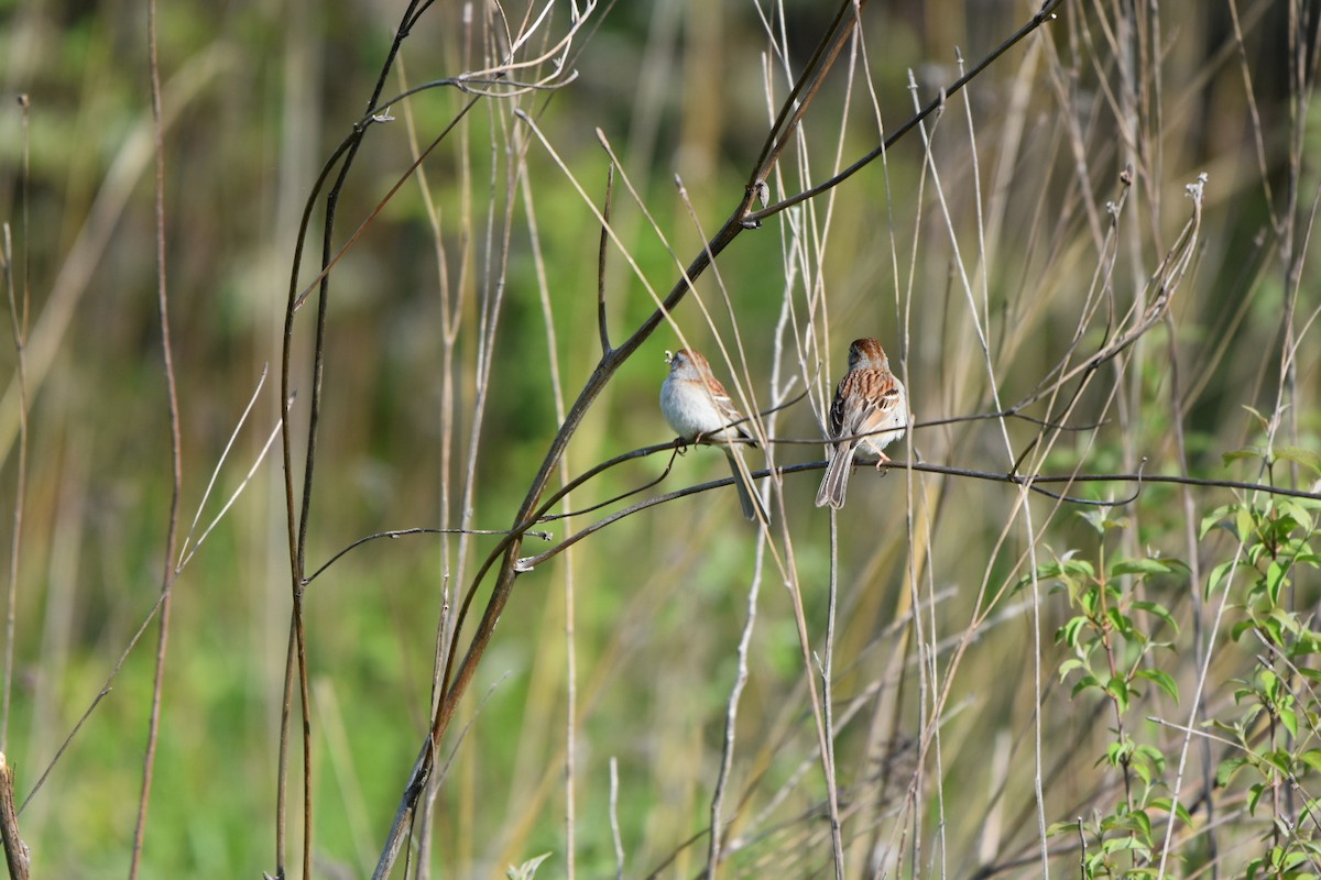 Field Sparrow - ML618436987