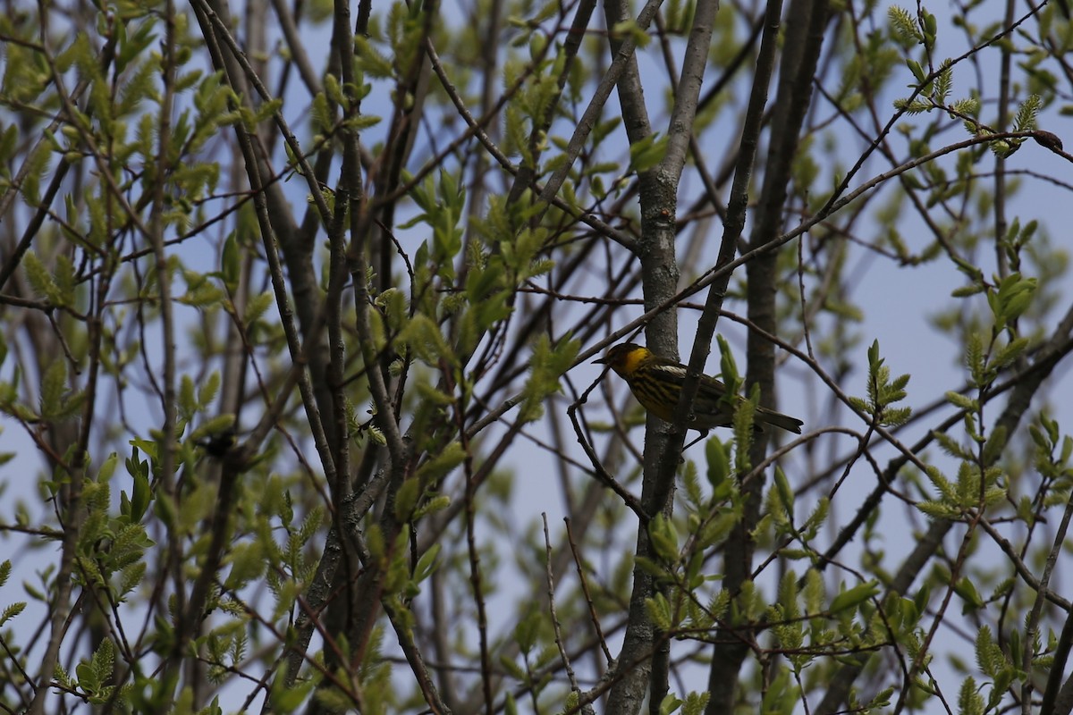 Cape May Warbler - ML618437000