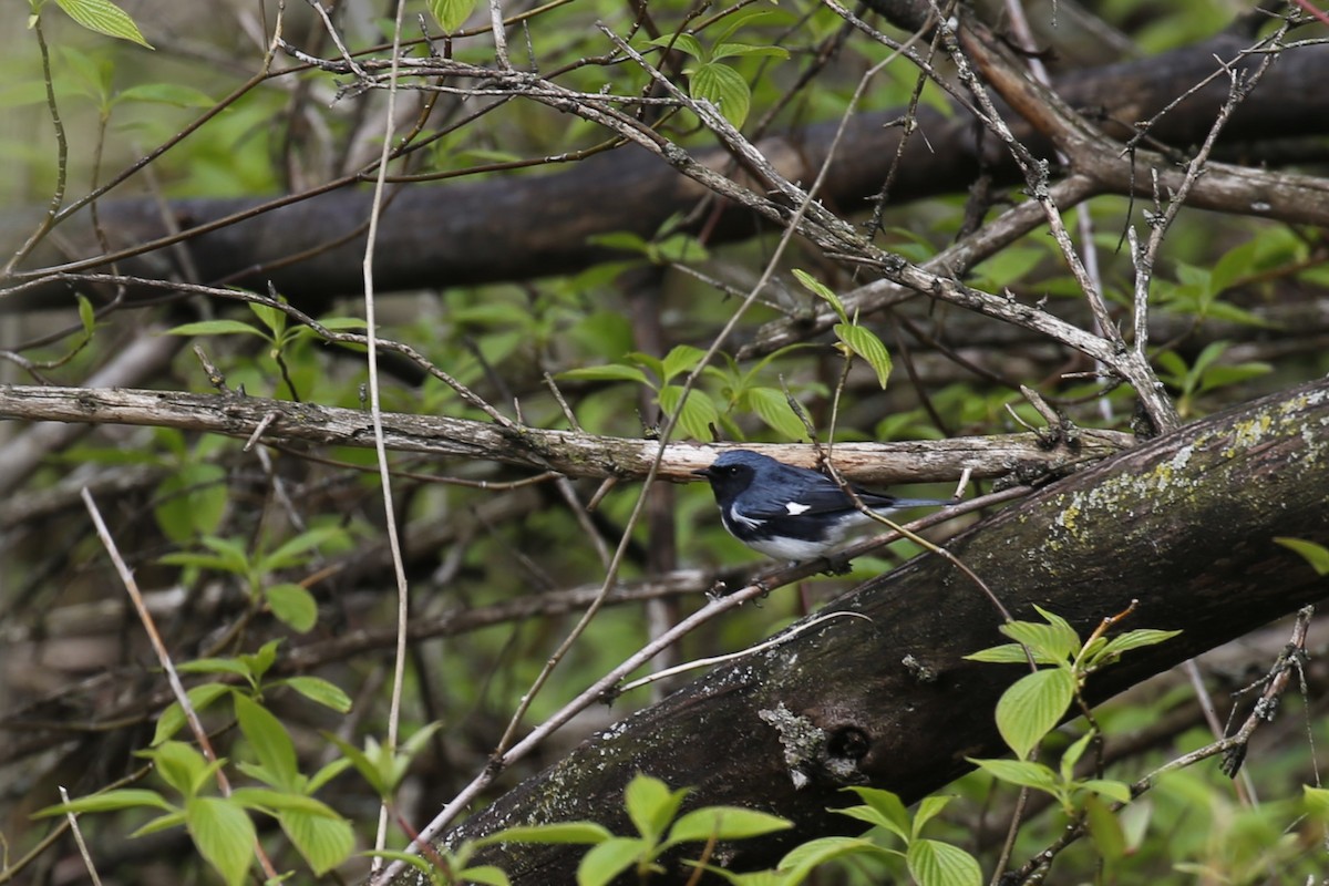 Black-throated Blue Warbler - ML618437016