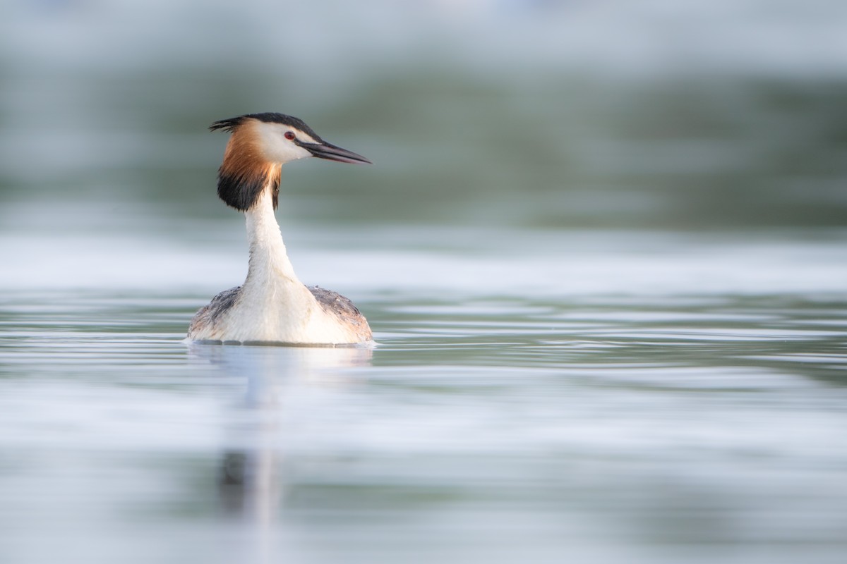 Great Crested Grebe - ML618437021
