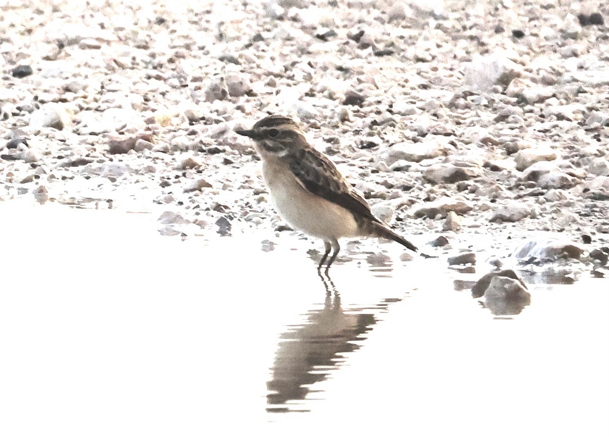 Whinchat - ML618437052