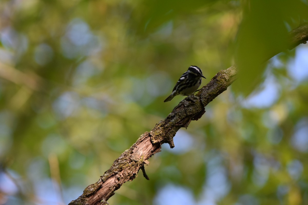Black-and-white Warbler - ML618437114