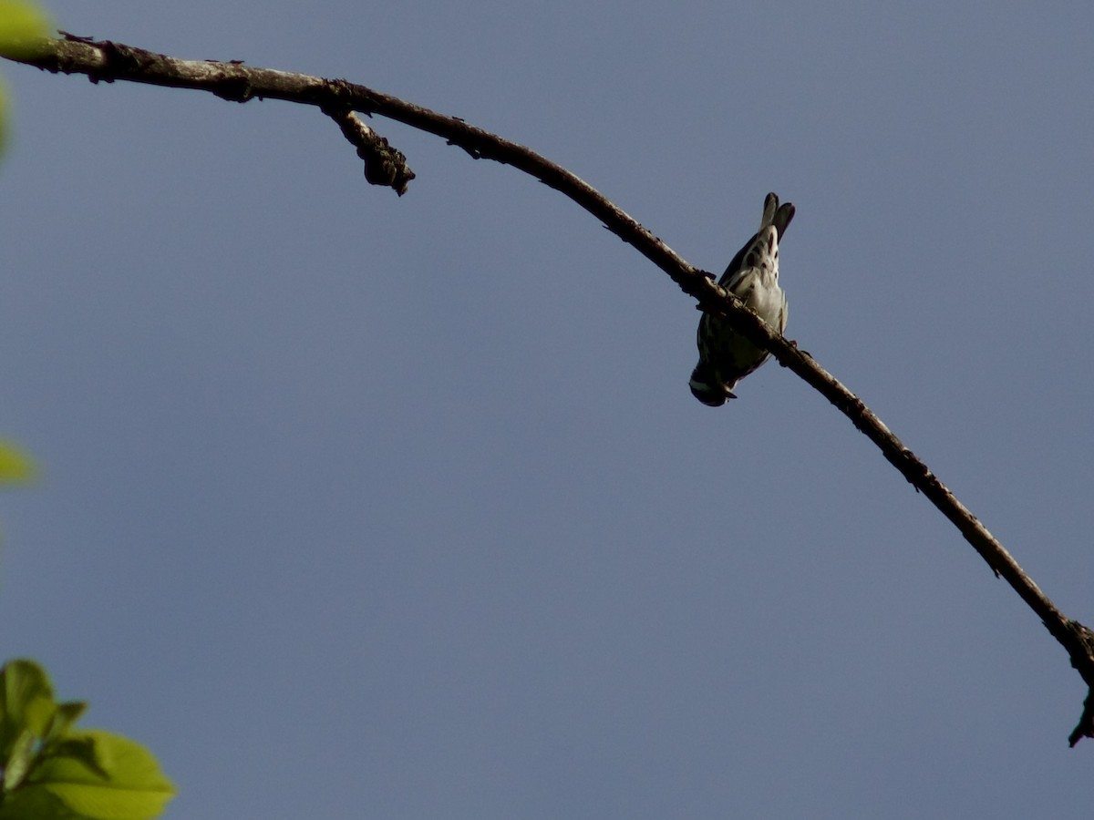 Black-and-white Warbler - ML618437148