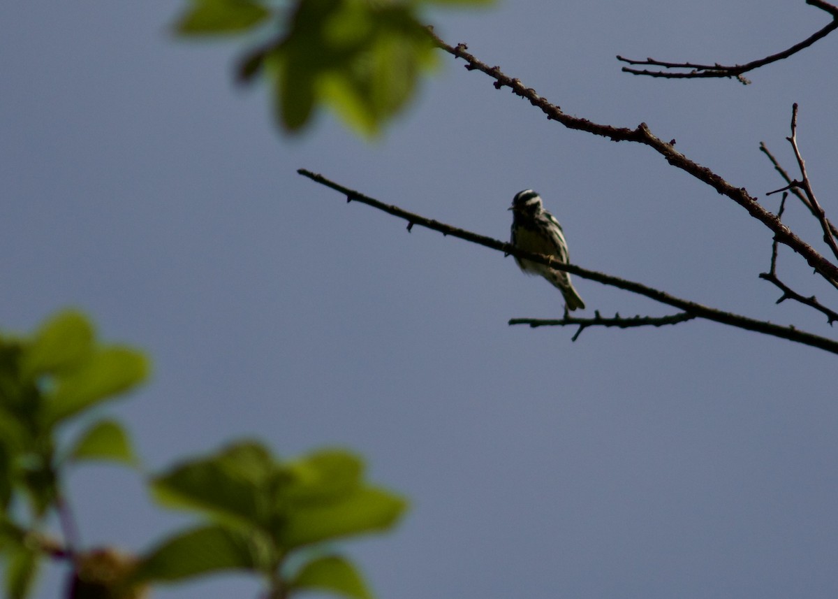 Black-and-white Warbler - ML618437171