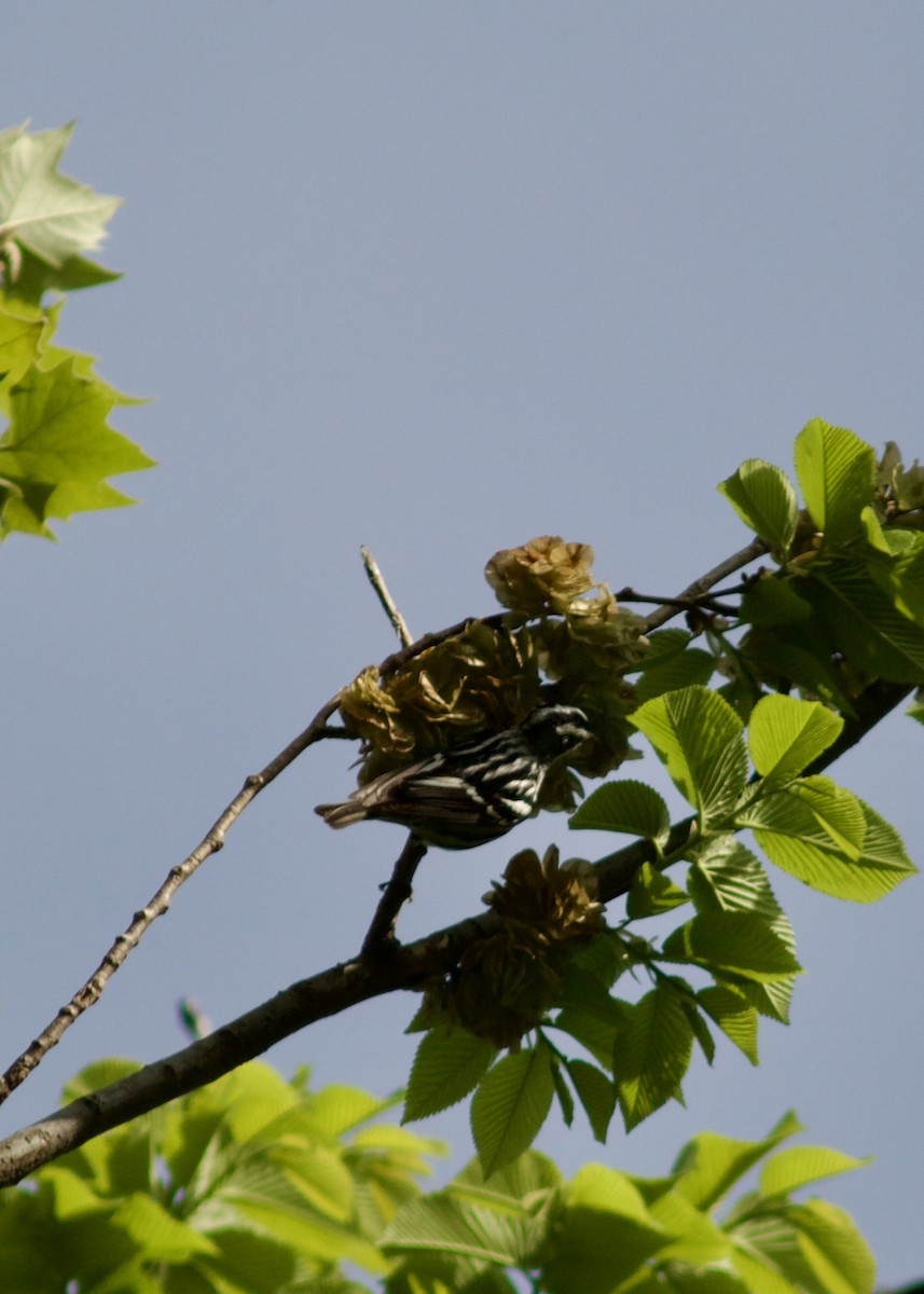 Black-and-white Warbler - ML618437172