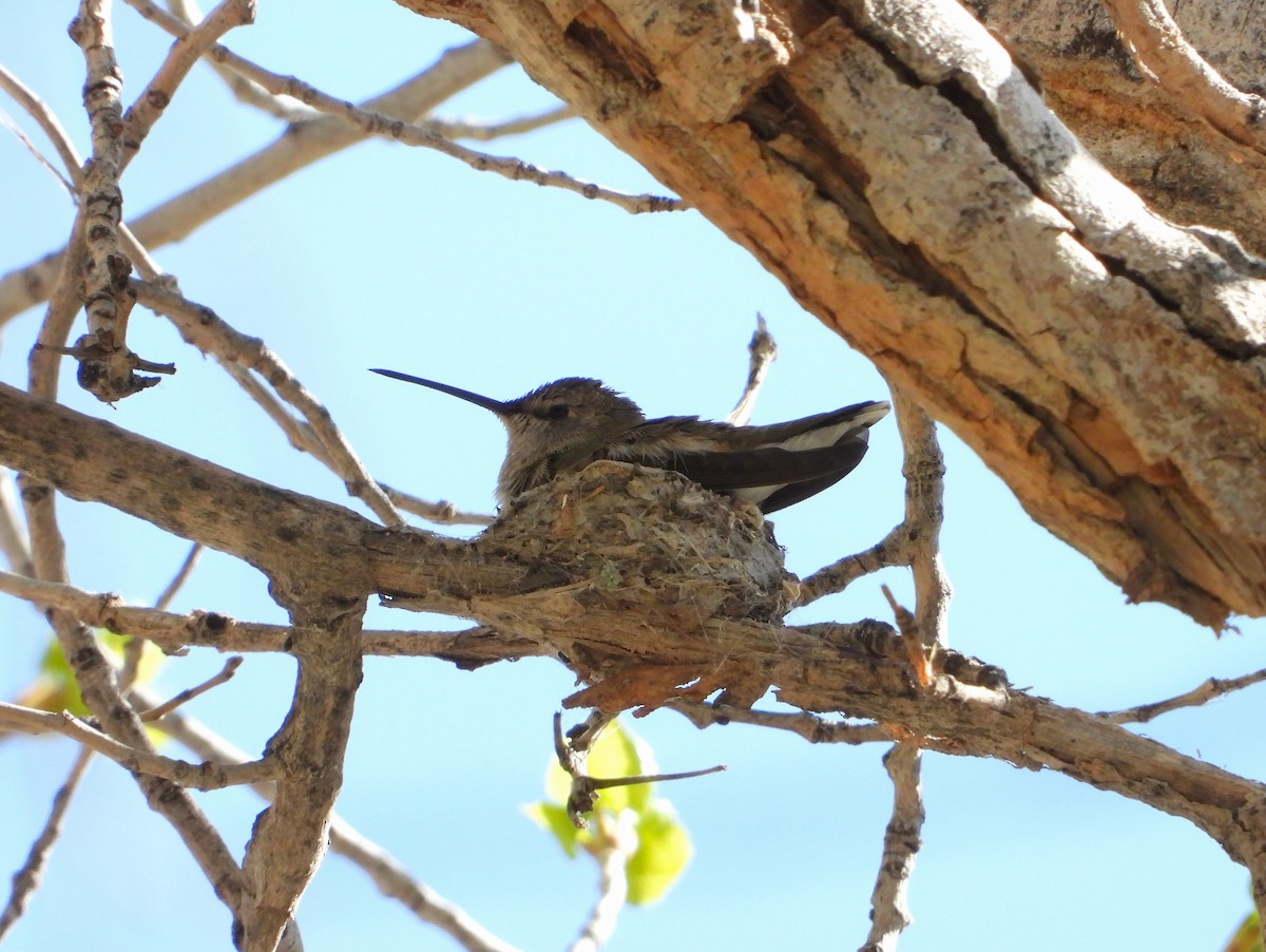 Black-chinned Hummingbird - ML618437239