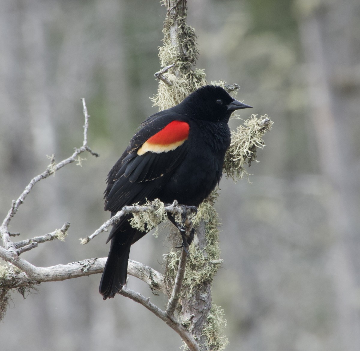Red-winged Blackbird - ML618437265