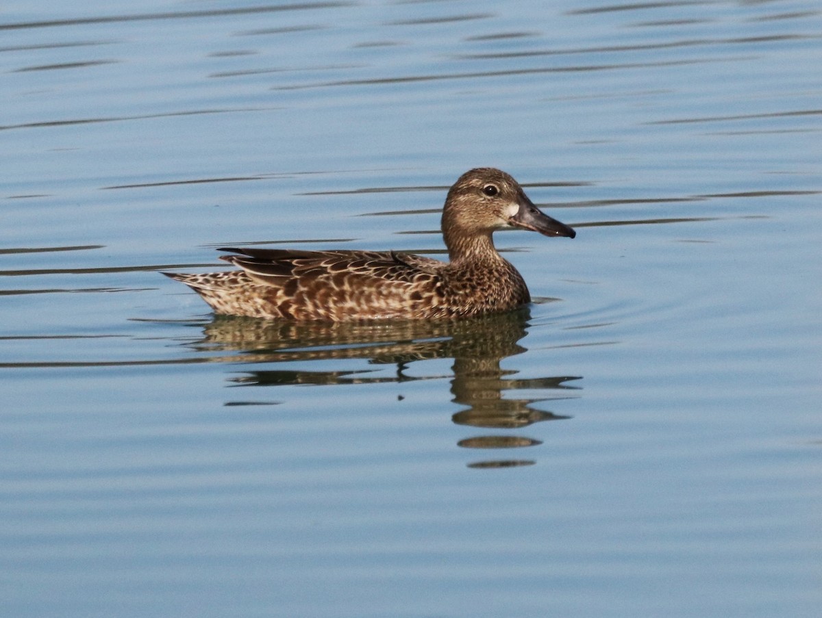 Blue-winged Teal - ML618437285