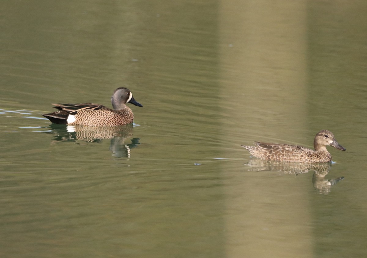 Blue-winged Teal - ML618437289