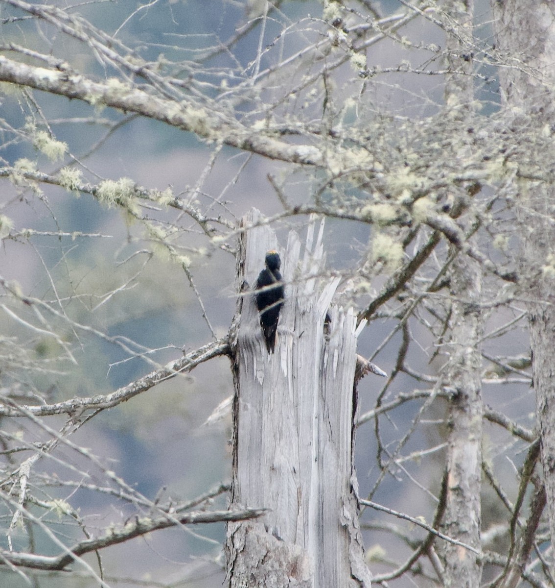 Black-backed Woodpecker - ML618437295