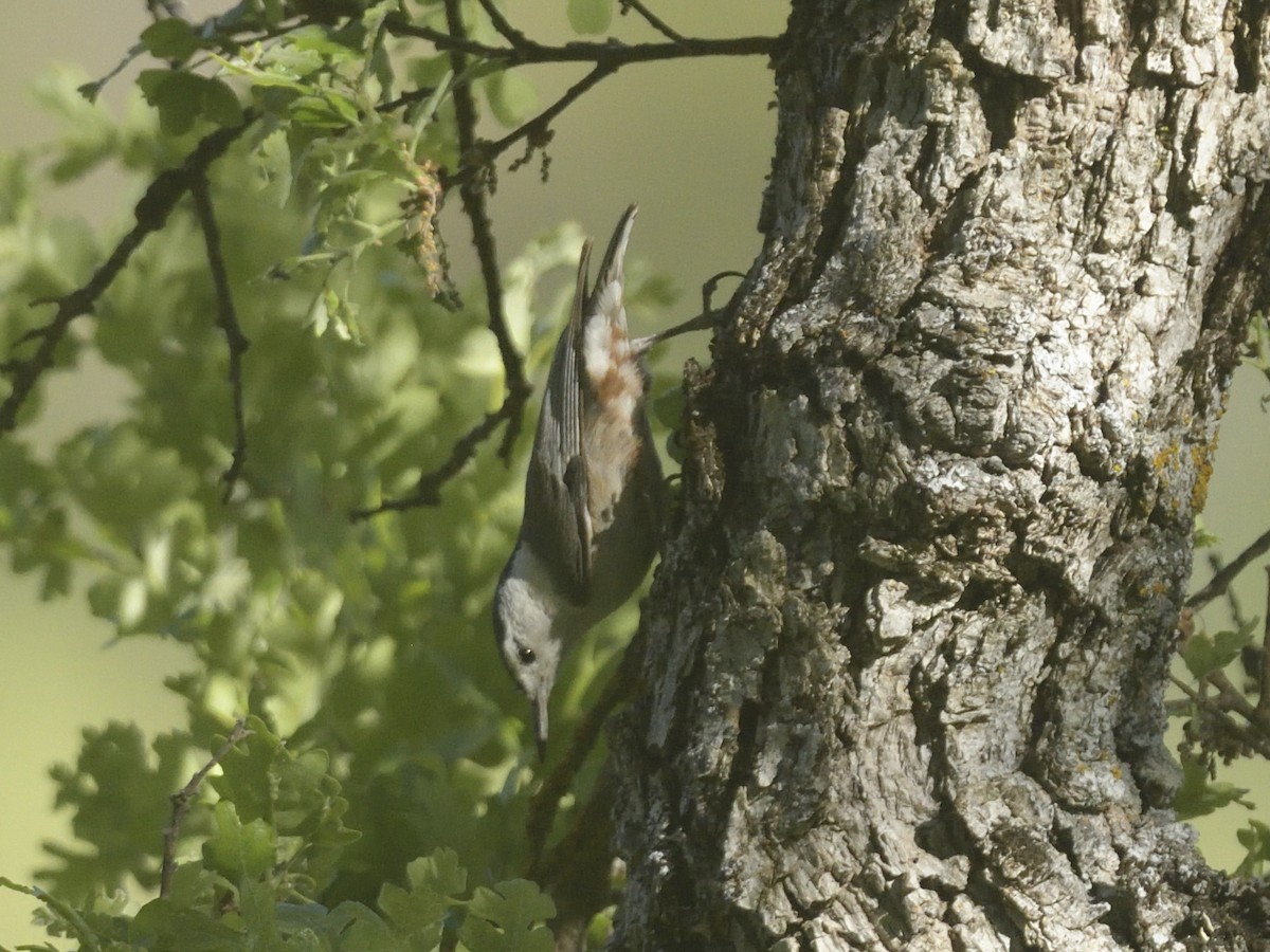 White-breasted Nuthatch - Alan Bade