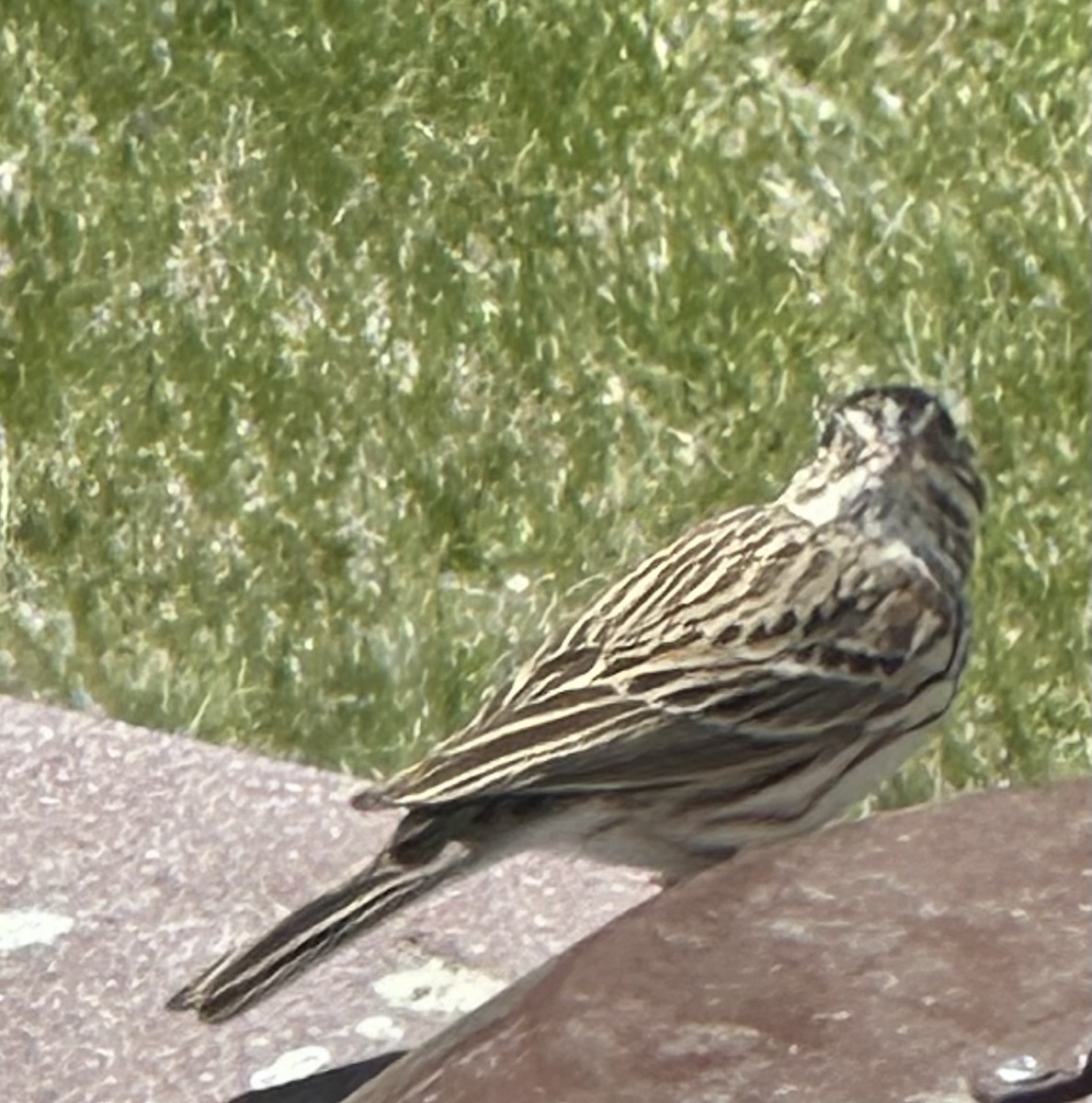 Vesper Sparrow - ML618437338