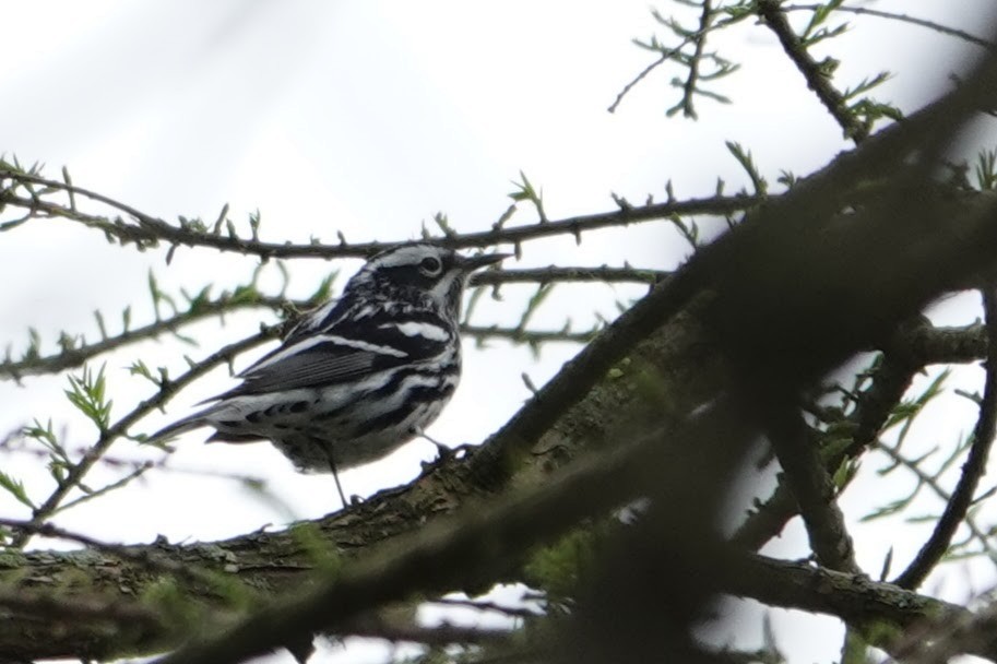 Black-and-white Warbler - ML618437351