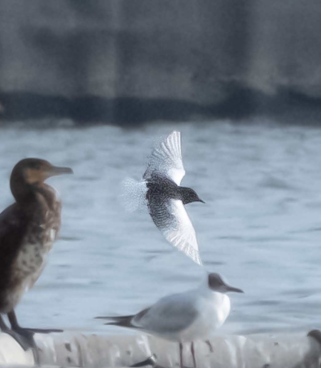 White-winged Tern - ML618437362