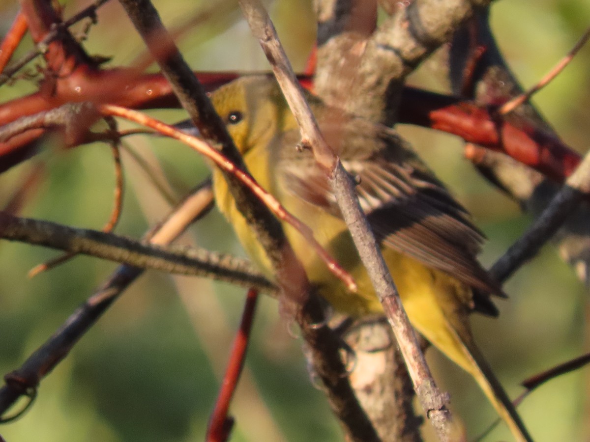 Orchard Oriole - ML618437389