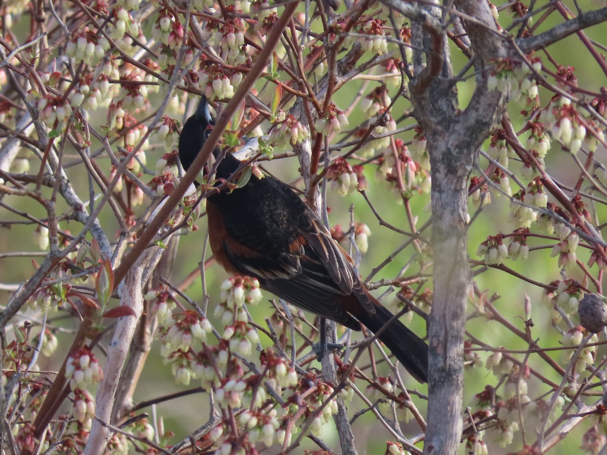 Orchard Oriole - ML618437391