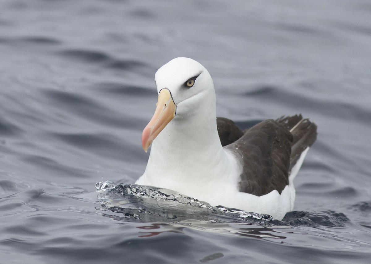 albatros černobrvý (ssp. impavida) - ML618437393