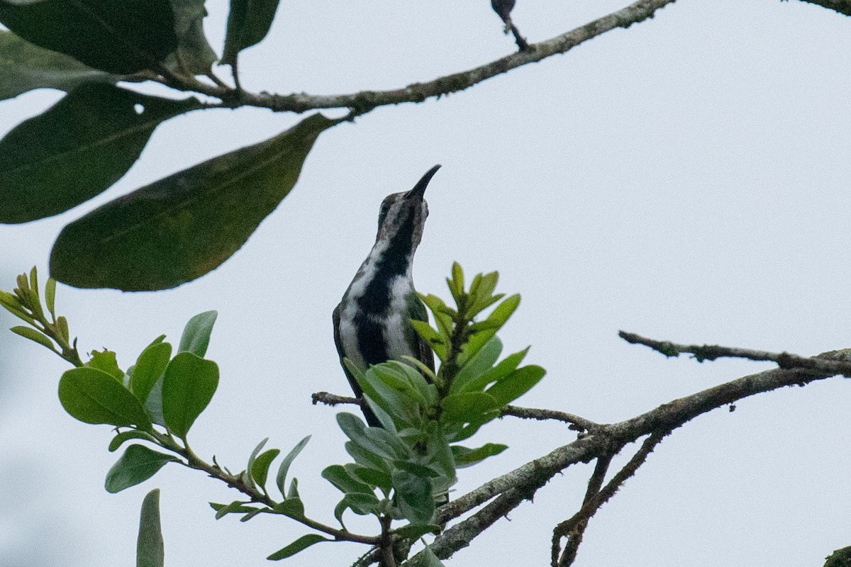 Black-throated Mango (Ecuadorian) - Celesta von Chamier