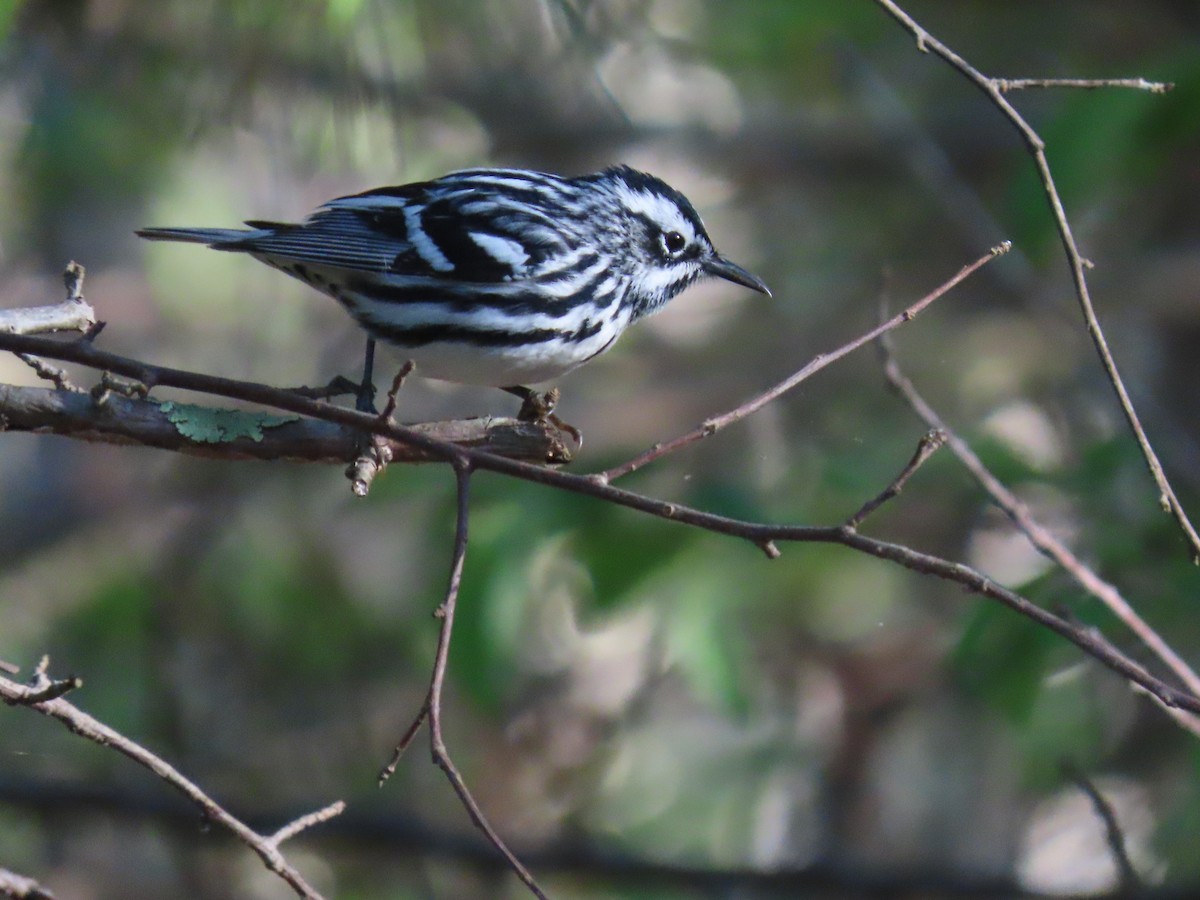 Black-and-white Warbler - ML618437414