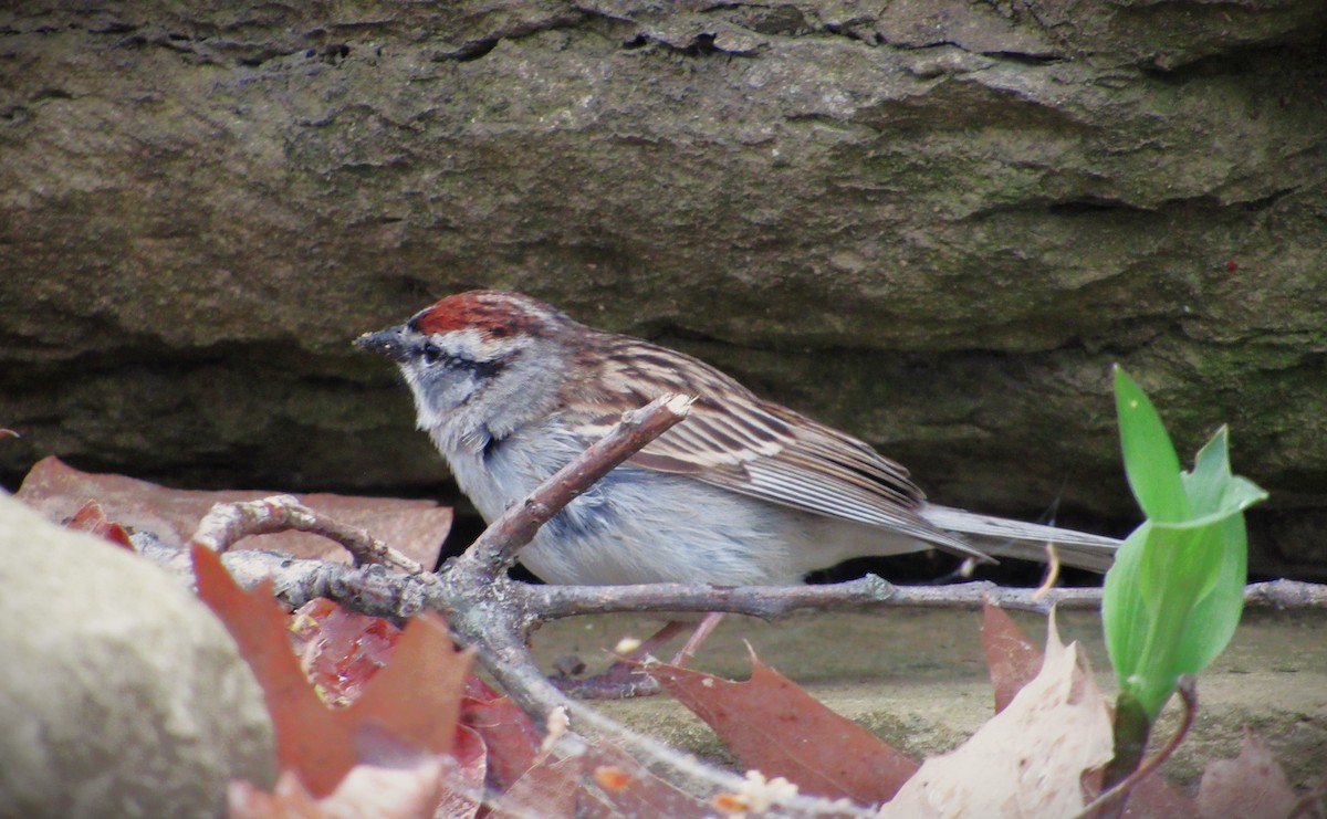 Chipping Sparrow - ML618437456
