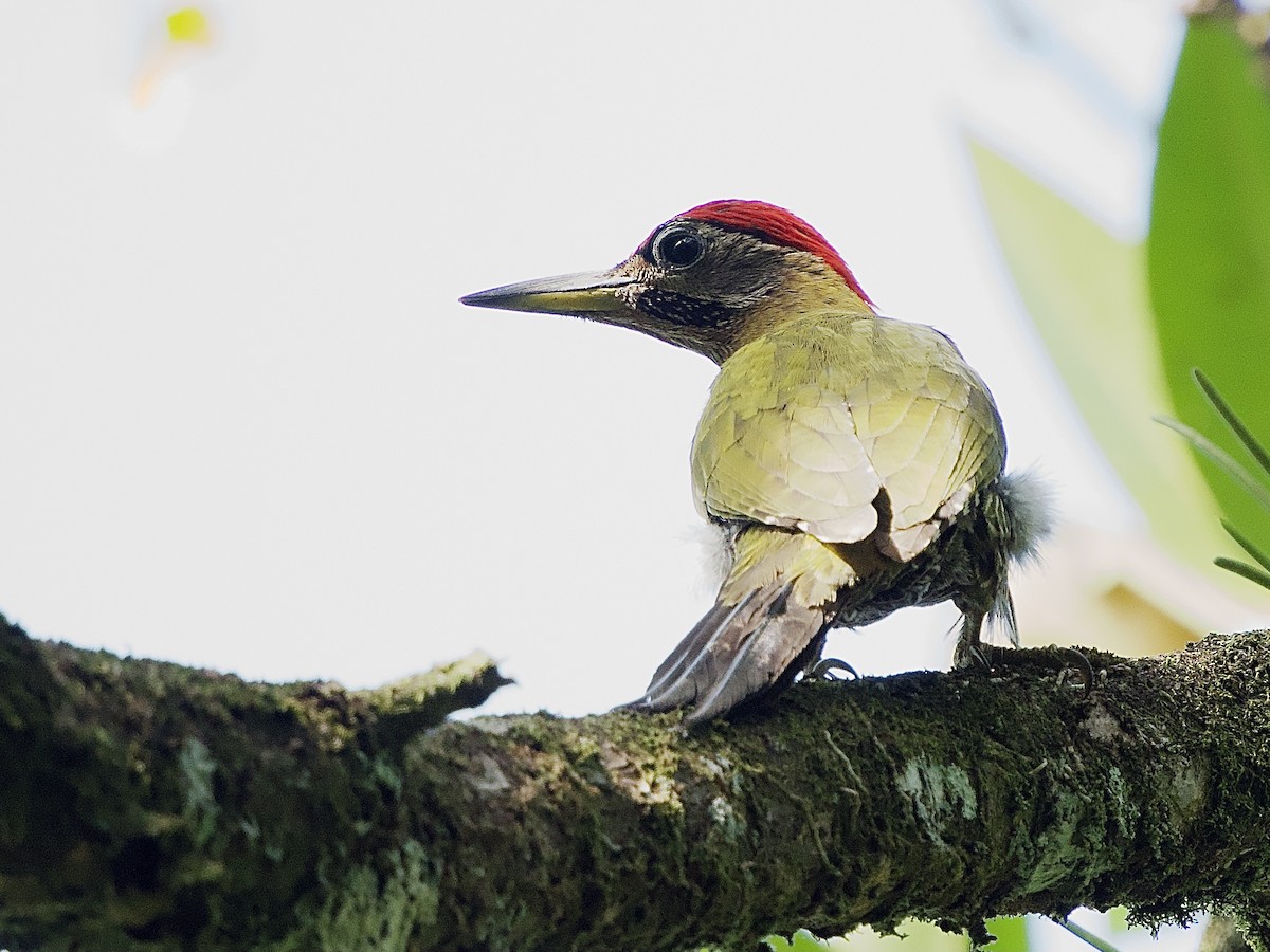 Streak-breasted Woodpecker - ML618437475