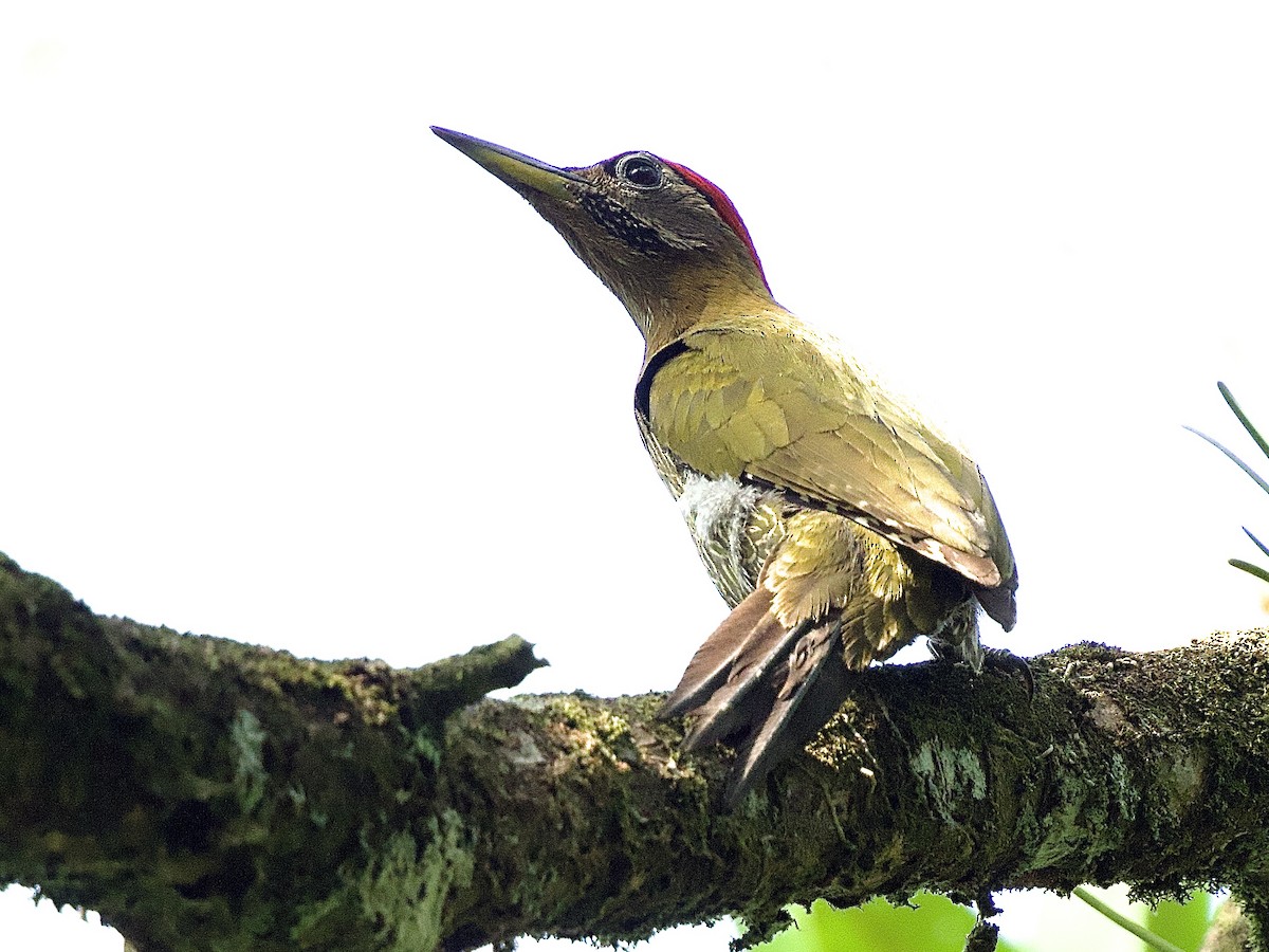 Streak-breasted Woodpecker - ML618437476