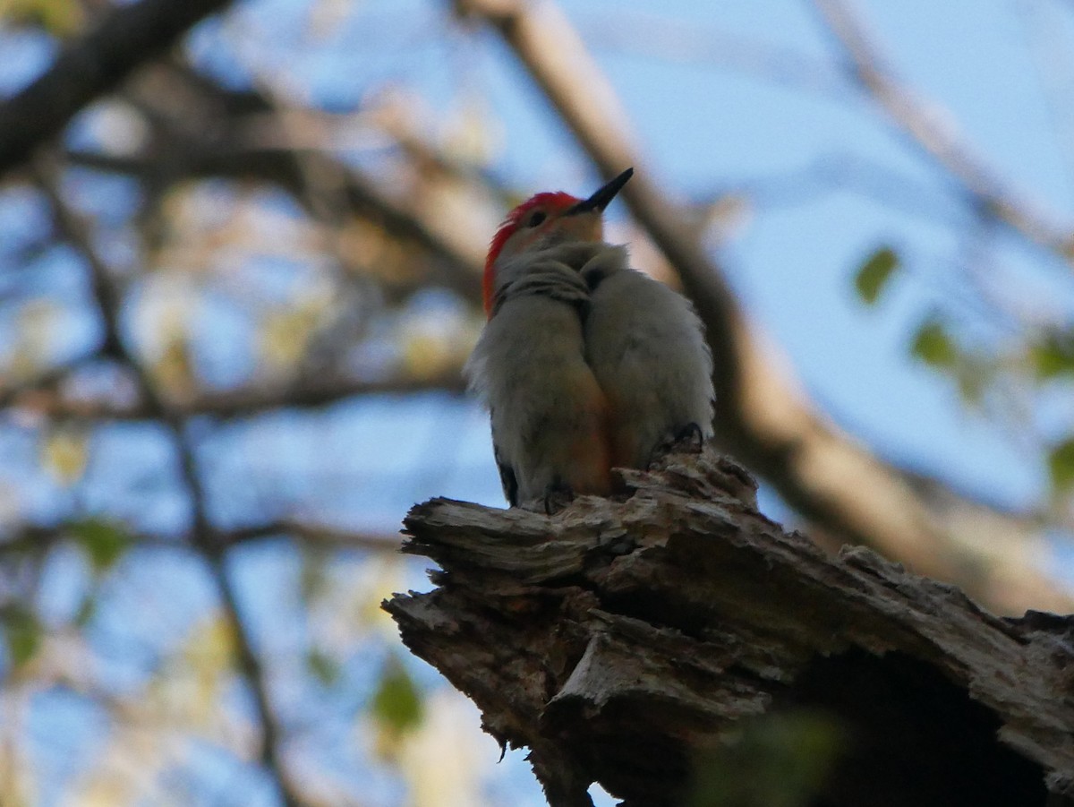 Red-bellied Woodpecker - ML618437487