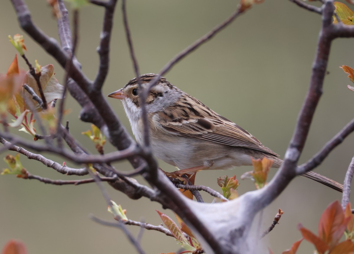 Clay-colored Sparrow - ML618437505