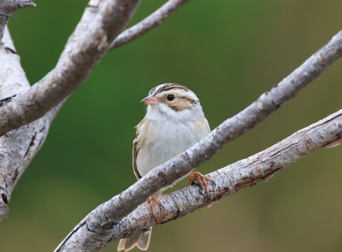Clay-colored Sparrow - ML618437506