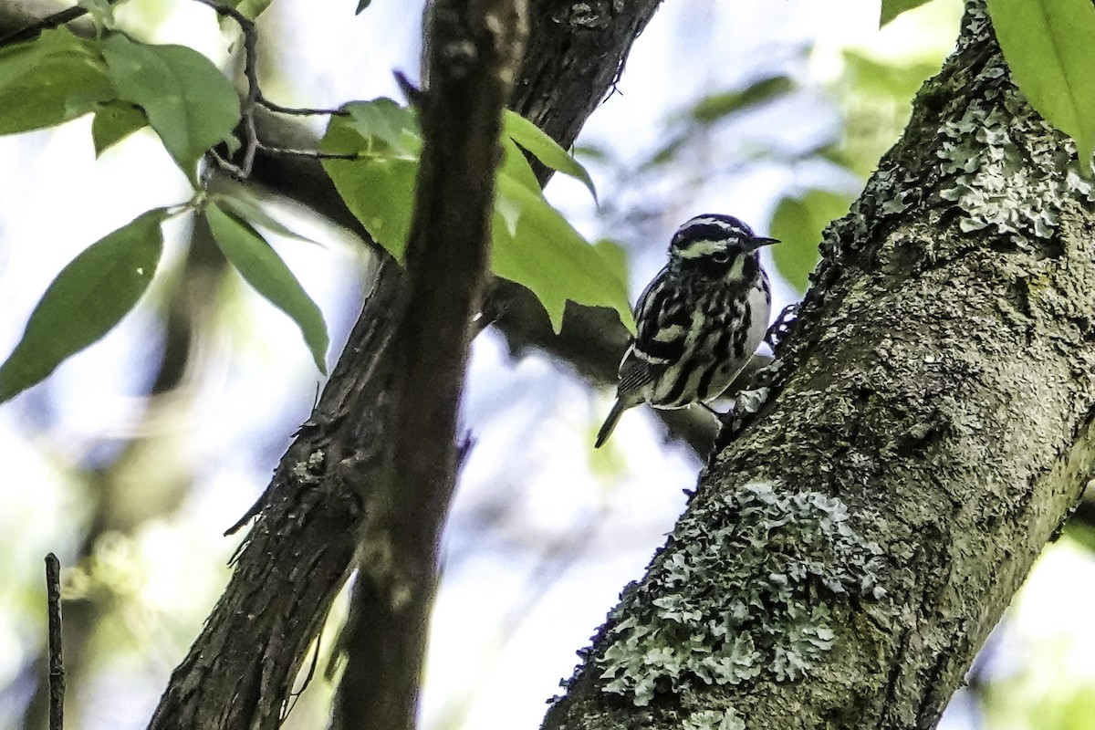 Black-and-white Warbler - ML618437519