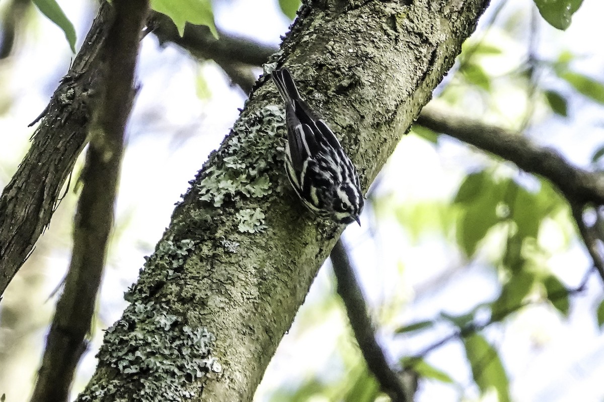Black-and-white Warbler - ML618437520