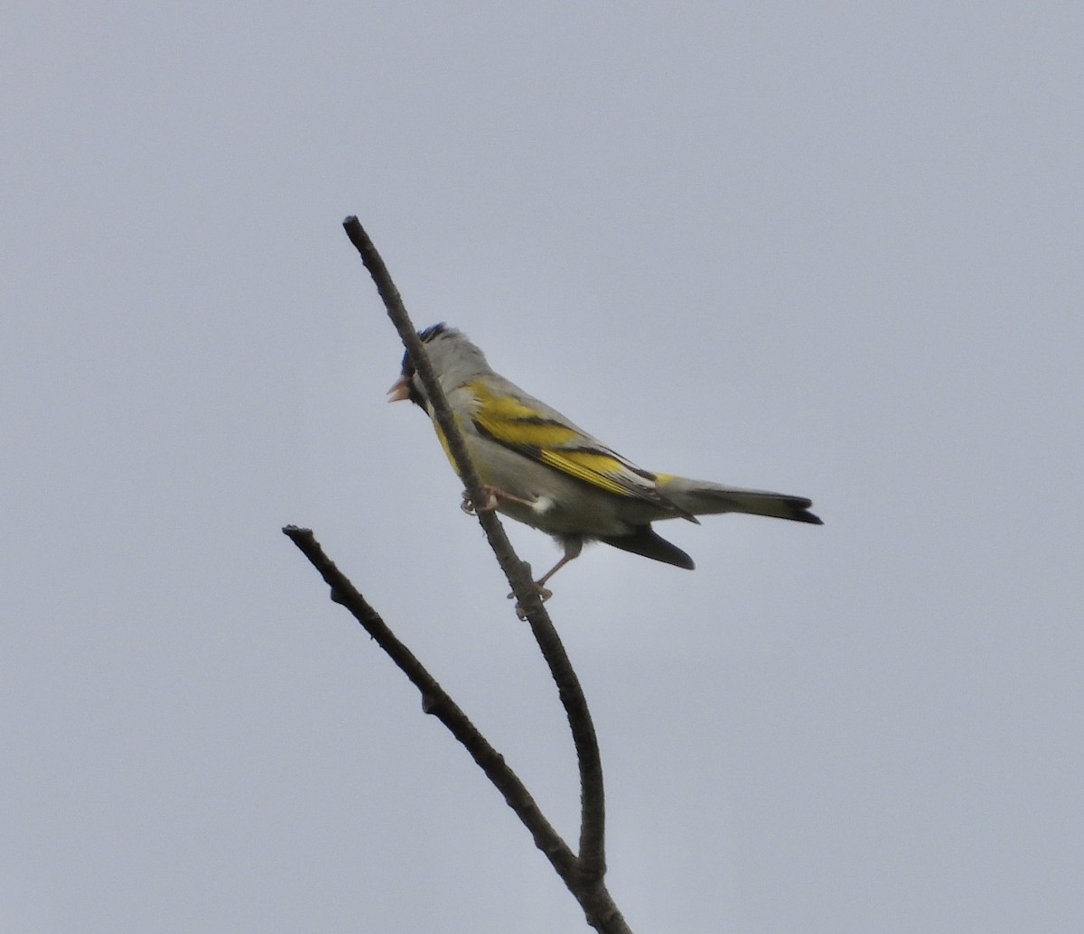 Lawrence's Goldfinch - ML618437626