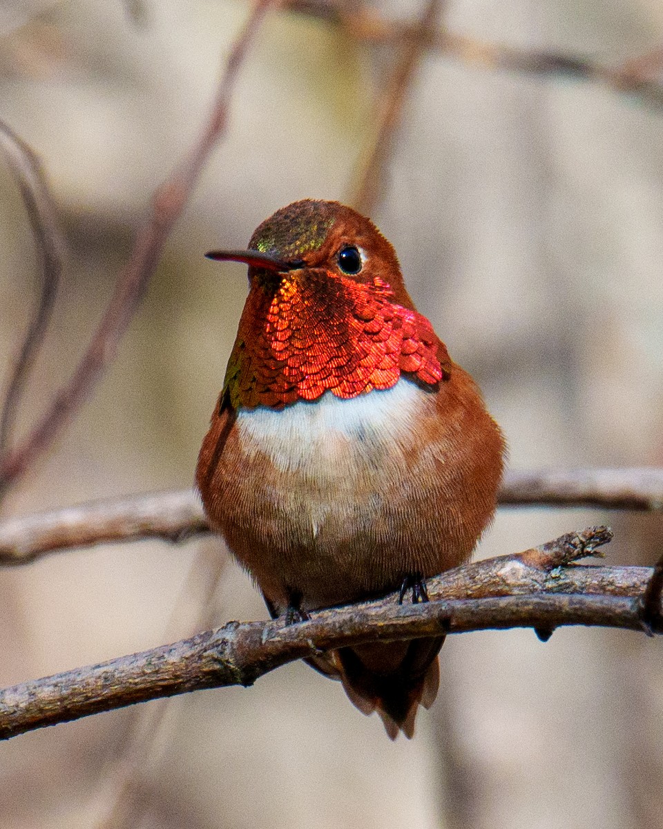 Rufous Hummingbird - ML618437717