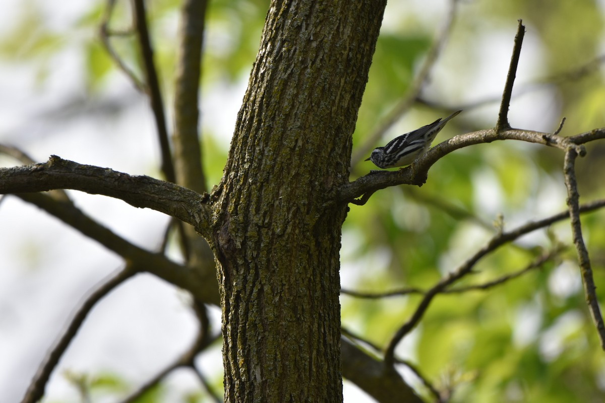 Black-and-white Warbler - ML618437812