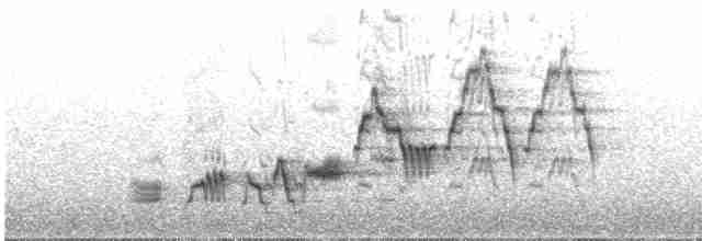 Дрізд-короткодзьоб Cвенсона - ML618437823