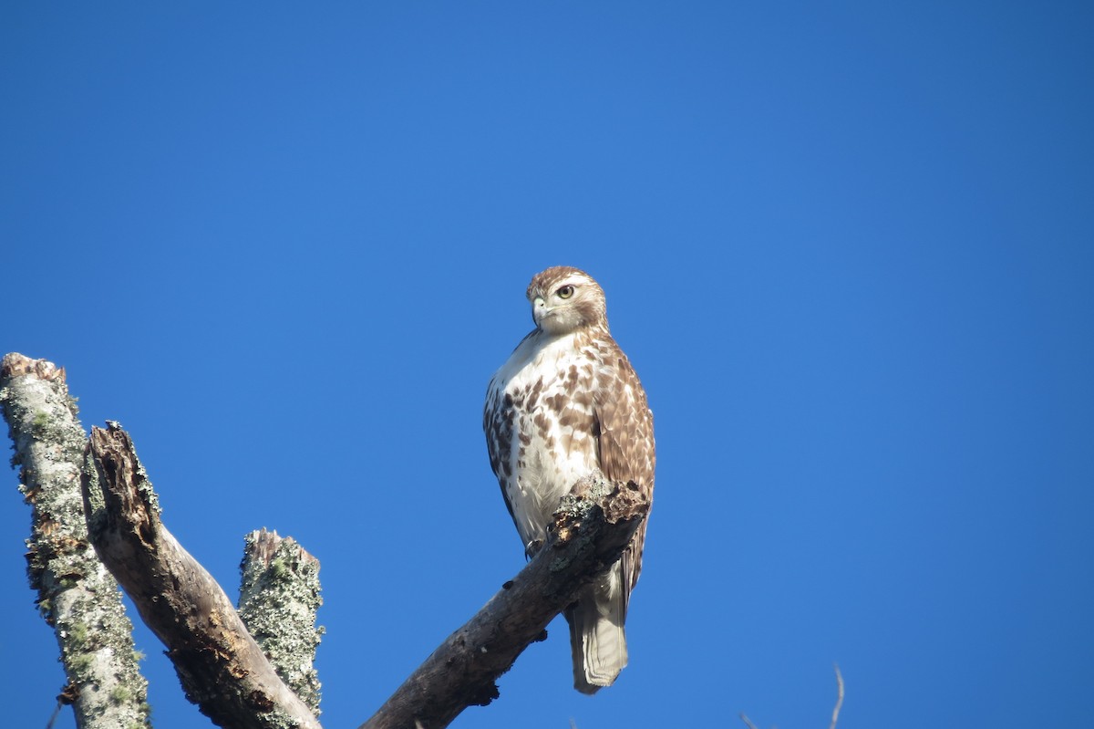 Red-tailed Hawk - Sam Holcomb